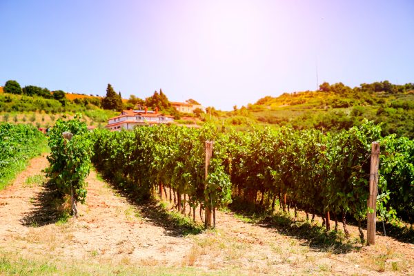 winery